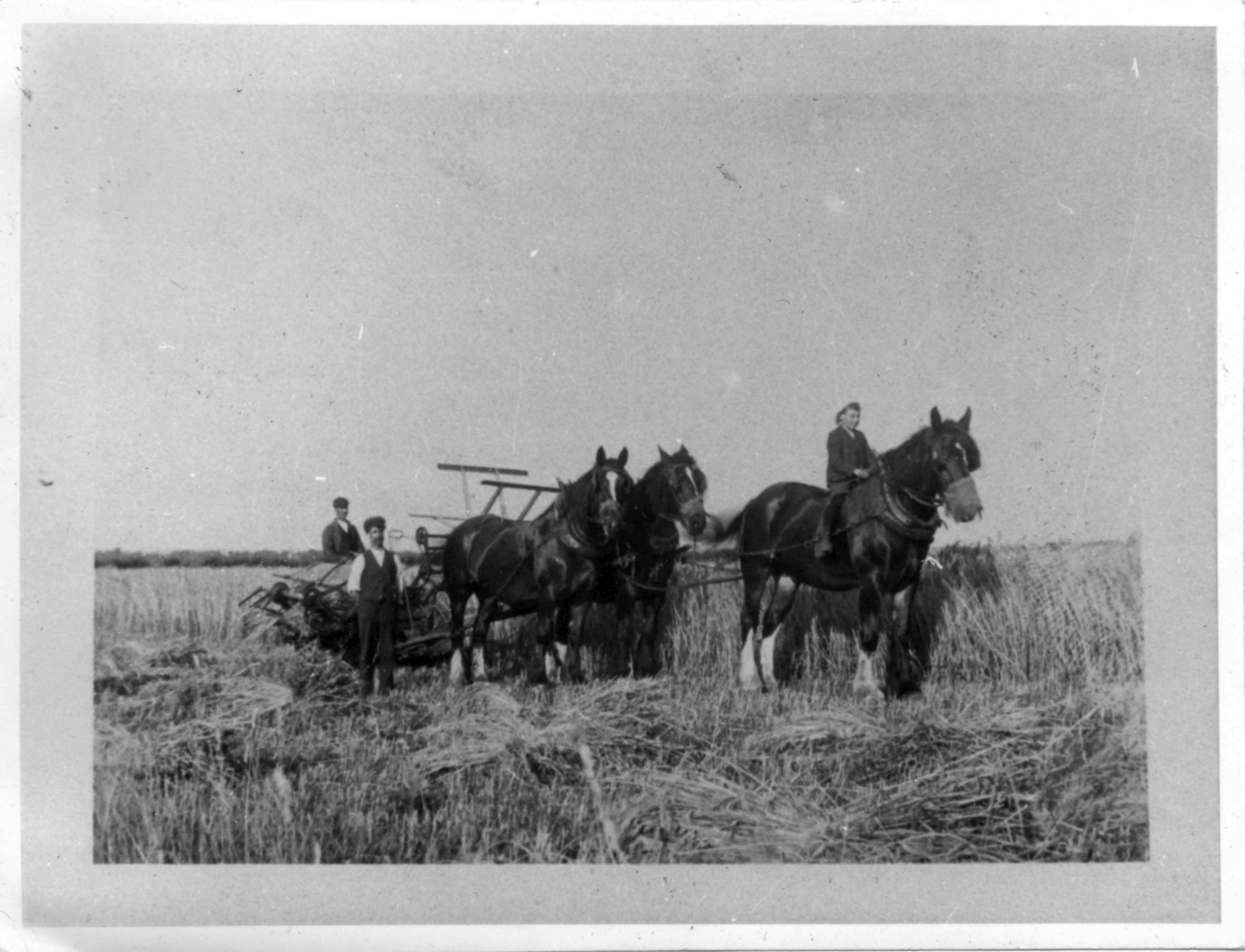 Harvest time in 1920s