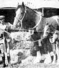 Tom Knibbs Shire horse at a show around 1935